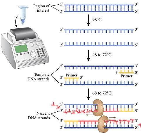 DESNATURAÇÃO T elevada para separar as fitas de DNA HIBRIDIZAÇÃO T