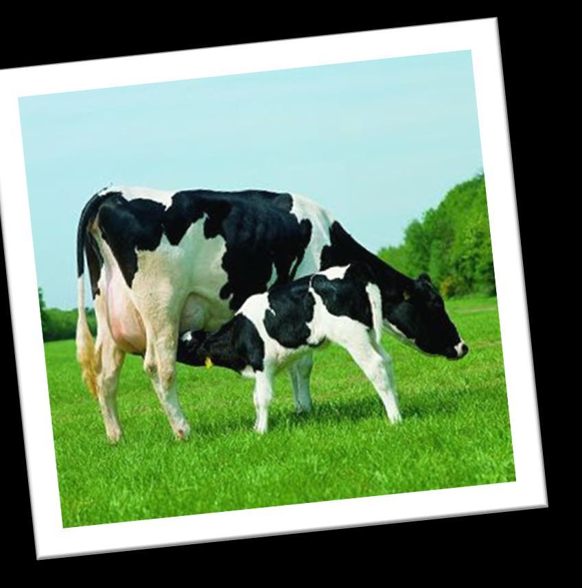 Materiais e métodos 31 vacas da raça holândes Sistema free-stall