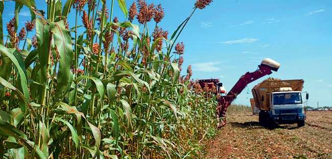 Sorgo Sacarino Boa produtividade: 60 a 80 t/ha de biomassa 3 a 6 mil litros/ha Alternativa interessante para reforma do canavial; ~ 3 mil ha em teste; Ciclo 4 meses, complementar à cana na