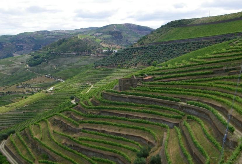 Mamofauna Resultados gerais: Relação infraestruturas/ Fomento de biodiversidade Mamíferos Os mamíferos de médio-grande porte estão pouco representados e surgem associados à vegetação natural