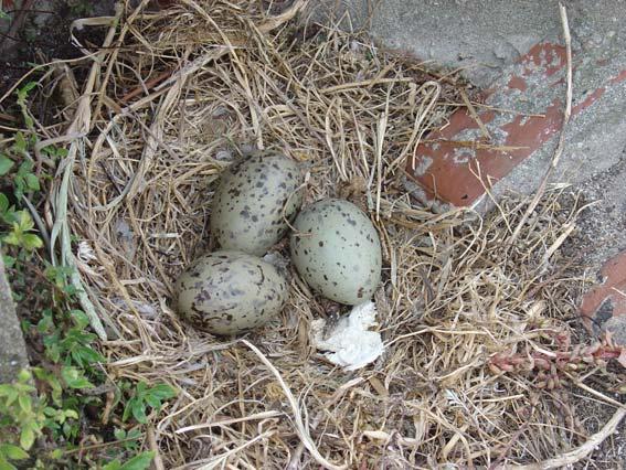 OBJECTIVO Controlo da população de gaivotas através da inviabilização dos ovos,