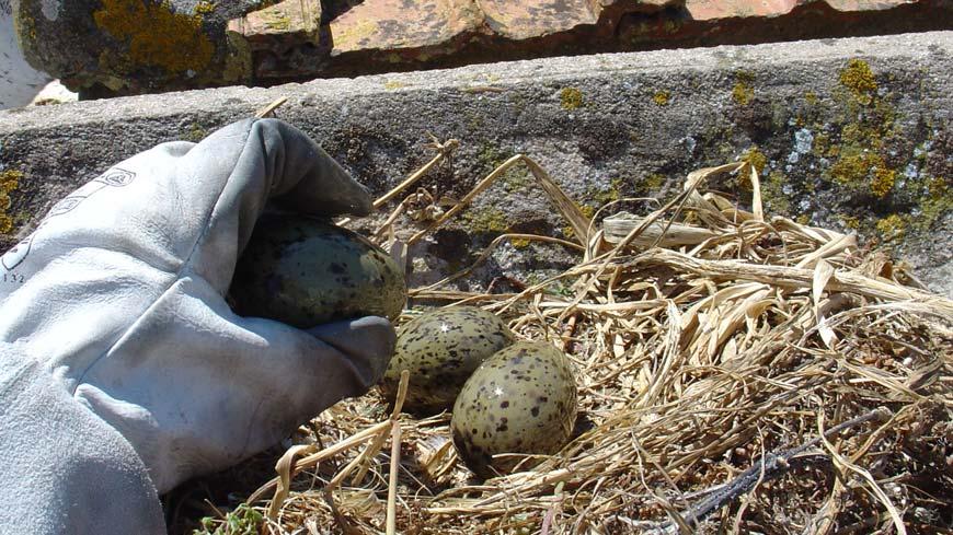 MÉTODOS UTILIZADOS 6) Reposição dos ovos nos ninhos Reposição dos ovos nos ninhos de maneira a que