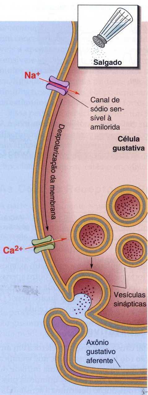 Texto e figuras: BEAR, M.F., CONNORS, B.W. & PARADISO, M.A. Neurociências: Desvendando o Sistema Nervoso. Porto Alegre 2ª ed, Artmed Editora, 2002.