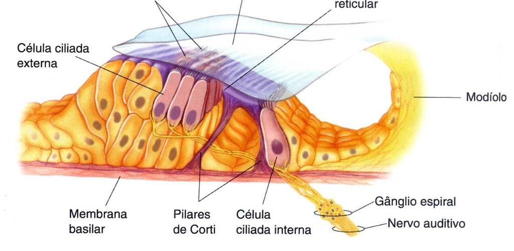 Transdução auditiva pelas Células Ciliadas do órgão de Corti Figura 12: Órgão de Corti. A membrana basilar sustenta otecido que inclui as células ciliadas internas, as externas e os pilares de Corti.
