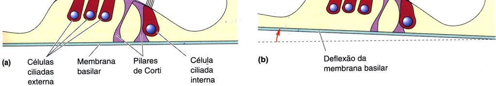 Quando a membrana basilar move-se em resposta a um movimento do estribo, toda a estrutura que sustenta as células ciliadas movimenta-se, pois a membrana basilar, os pilares de Corti, a lâmina