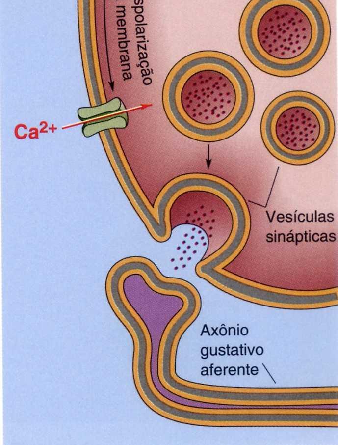 Em um caso, a cascata é similar à causada pela ativação dos receptores de noradrenalina em determinados neurônios.