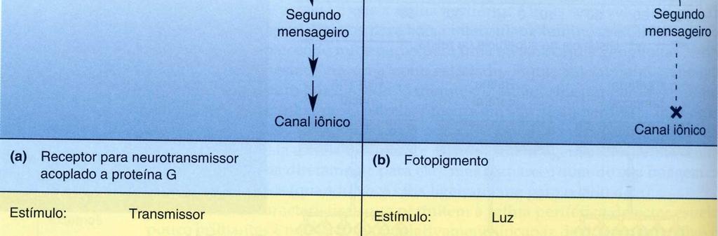 Fototransdução nos bastonetes Uma forma pela qual a informação é representada no sistema nervoso é por meio de modificações no potencial de membrana dos neurônios.