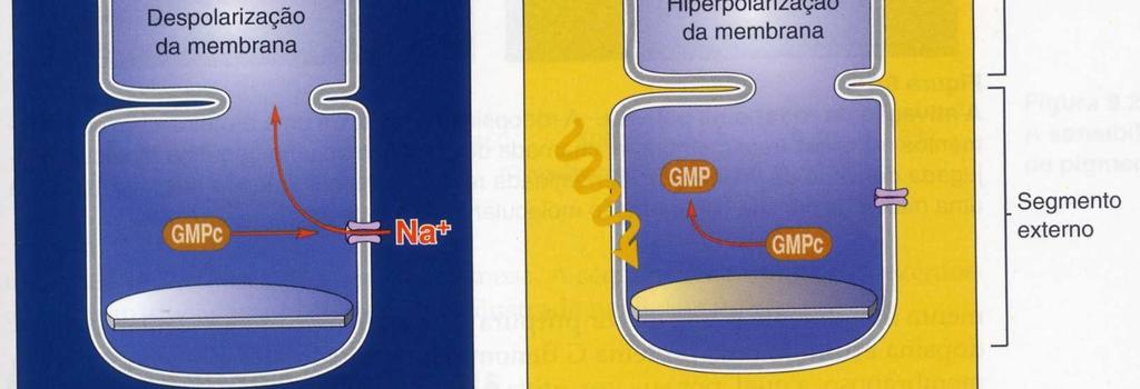 ativado por GMPc. (b) A luz leva à ativação de uma enzima que destrói o GMPc, assim cancelando a corrente de Na + e hiperpolarizando a célula.
