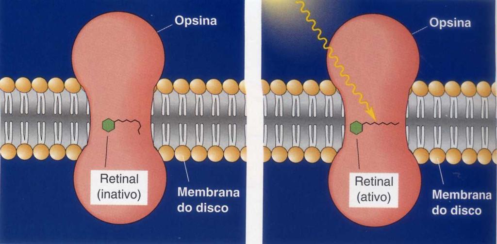 A absorção de luz determina uma alteração na conformação do retinal, de forma que a opsina é ativada (Figura 10). Figura 10: A ativação da rodopsina pela luz.