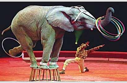 Disciplina de: Português 1- Leia o texto á seguir: Trombinha e o Circo Trombinha era um pequeno elefante que vivia na selva e possuía um dom especial: fazia danças e acrobacias, ao mesmo tempo em