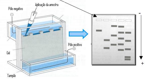 Preparo da amostra: dodecil-sulfato de sódio e