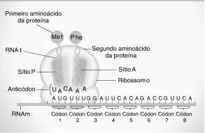 O códon AAA é o de numero 100. RNA m Alteração na proteínay: b) Em qual (is) caso(s) a proteína formada terá função anormal? Explique.