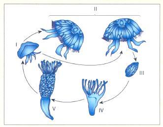 32. Observe o esquema a seguir, que mostra o ciclo de reprodução da água-viva. a) Como se denomina a estrutura III e como ela se forma? b) Como se chamam as fases II e IV e como se reproduzem?