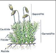 Classificação das plantas Classificação das plantas Avasculares Briófitas Ex.: Musgos.