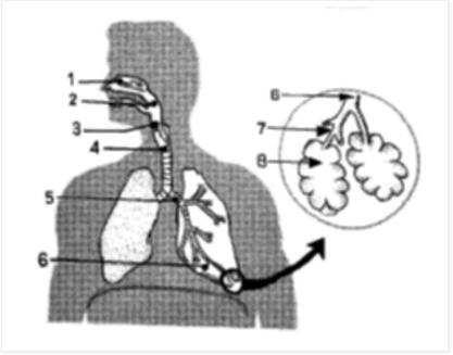 Relembrando o caminho do ar ao entrar pelas vias aéreas, nos recordaremos que os bronquíolos são a última estrutura antes dos alvéolos, logo sua obstrução impede a chega de ar até os alvéolos.