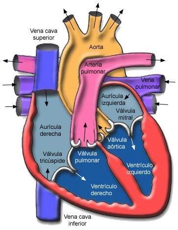 Valvas atrioventriculares Tricúspide (direita) Bicúspide ou Mitral (esquerda)