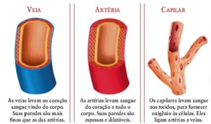 Tipos de Vasos Sanguíneos: Artérias, Veias e