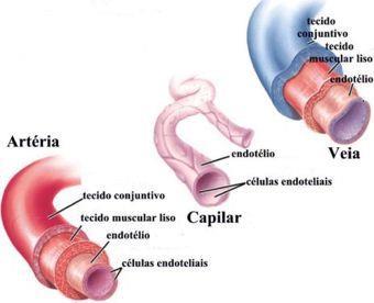 Artérias: Sangue circula centrifugamente em relação