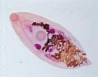 Eurytrema pancreaticum Características morfológicas: - Corpo grande - Ventosa oral grande - Esôfago curto - Testículos bem separados