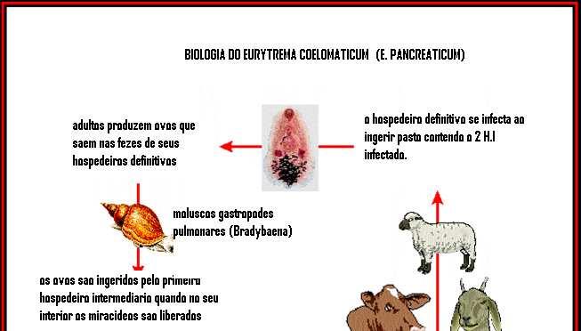 Moluscos terrestres: Bradybaena similaris Miracídio, só eclode no