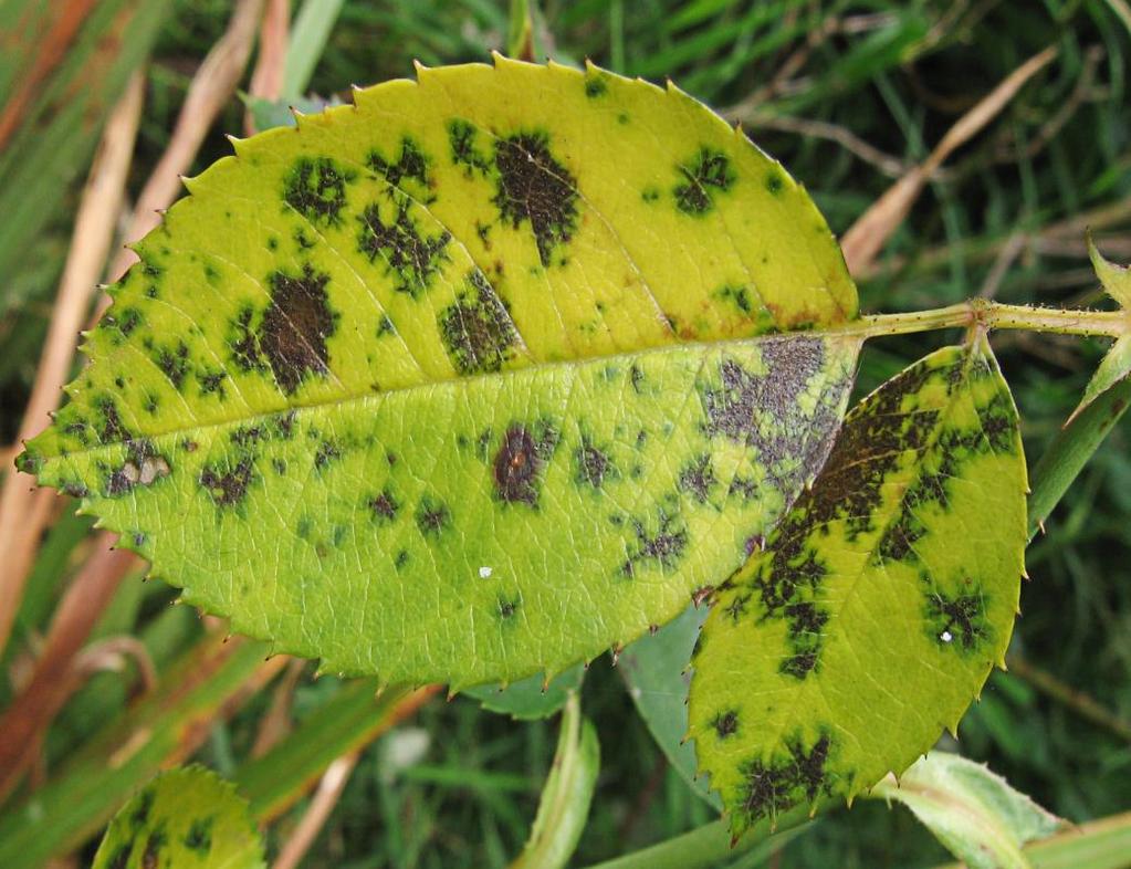 foliar; Manchas escuras com bordos franjados Intensa