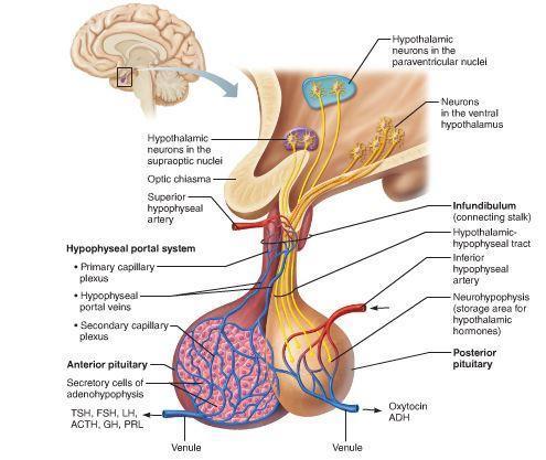 Homeostase através do Sistema Neuro-Endócrino Exerce influência sobre o Sistema