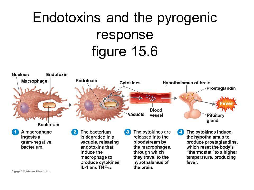 Endotoxina e