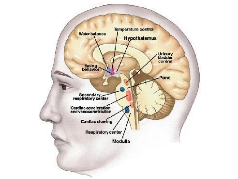 Controle Central da função Autonômica Hipotálamo e circuitaria que ele controla no tronco encefálico e medula O Hipotálamo é um centro neural muito importante para a manutenção da homeostase do