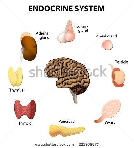 Endocrinologia Estudo dos hormônios e dos órgãos envolvidos na liberação dos mesmos Regulação do equilíbrio hidroeletrolítico, pressão arterial e frequência cardíaca Regulação