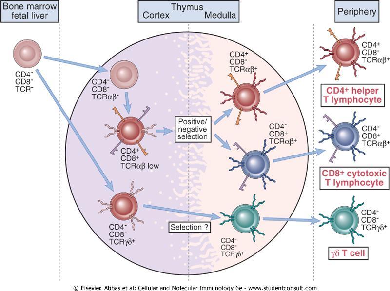 Estresse X maturação de linfócitos T