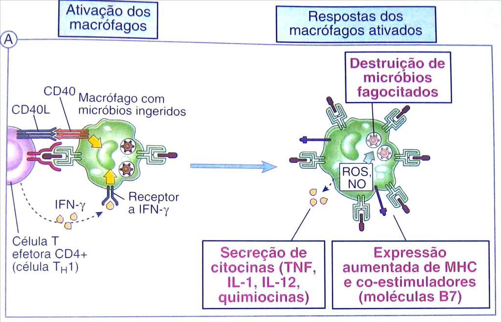 Estresse X macrófagos estresse, adrenalina, ACTH e glicocorticóides podem inibir a expressão de MHC em macrófagos