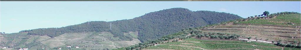 Viticultura na Região Demarcada do Douro
