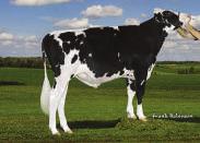3% 62%R 1 Pai: Mountfield Ssi Dcy Mogul ET TY Mãe: Miss Ocd Robst Delicious ET VG 87 DOM 02 05 2x 365d 33780m 3.3 1121f 3.