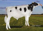 2 784p Avô M: Mountfield Ssi Dcy Mogul ET TY Avó M: Lismore Observer Tiger ET VG 86 Bisavô M.: De Su Observer ET TY VG 86 Bisavó M.: Lismore Shottle 9245 EX 91 05 00 3x 365d 44670m 3.6 1627f 2.