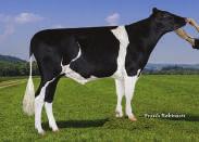 : Ri Val Re Shottle Ali ET CV VG 88 DOM 03 03 2x 365d 34890m 3.6 1251f 3.1 1074p 12/2016 PROVA PRODUÇÃO GENÓMICA NM$ +720 Leite +930 79%R Mérito Fluído $ +686 Gordura +44 +0.