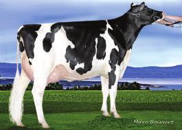 0% 82%R 512 Mortes ao Nascer Filhas 6.9% 61%R 0 Pai: Seagull Bay Headliner ET TY Mãe: Pine Tree Dorcy Alexa Ii ET TY VG 88 DOM 03 05 3x 365d 35370m 3.7 1322f 3.