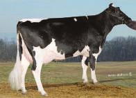 Dish Rae Pai: Sandy Valley Colt P Red TW PO TY Mãe: Our Favorite Bonita Rae RC EX 91 04 05 3x 365d 42870m 3.4 1472f 3.