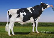 6% 62%R 0 Pai: Mountfield Ssi Dcy Mogul ET TY Mãe: Miss Ocd Robst Delicious ET VG 87 DOM 02 05 2x 365d 33780m 3.3 1121f 3.