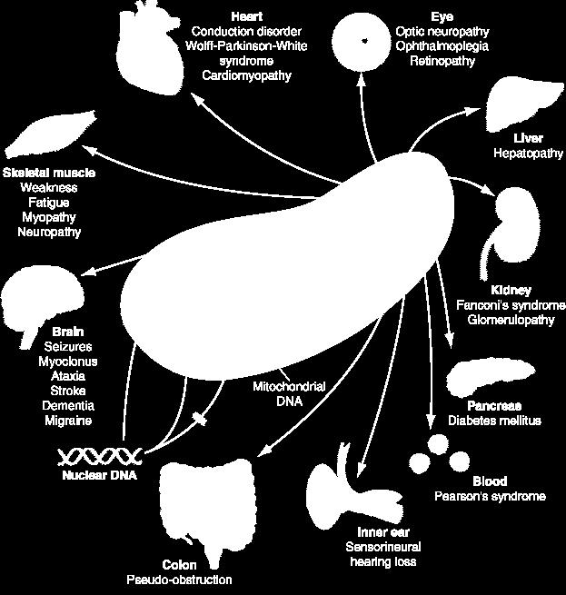 Heteroplasmia