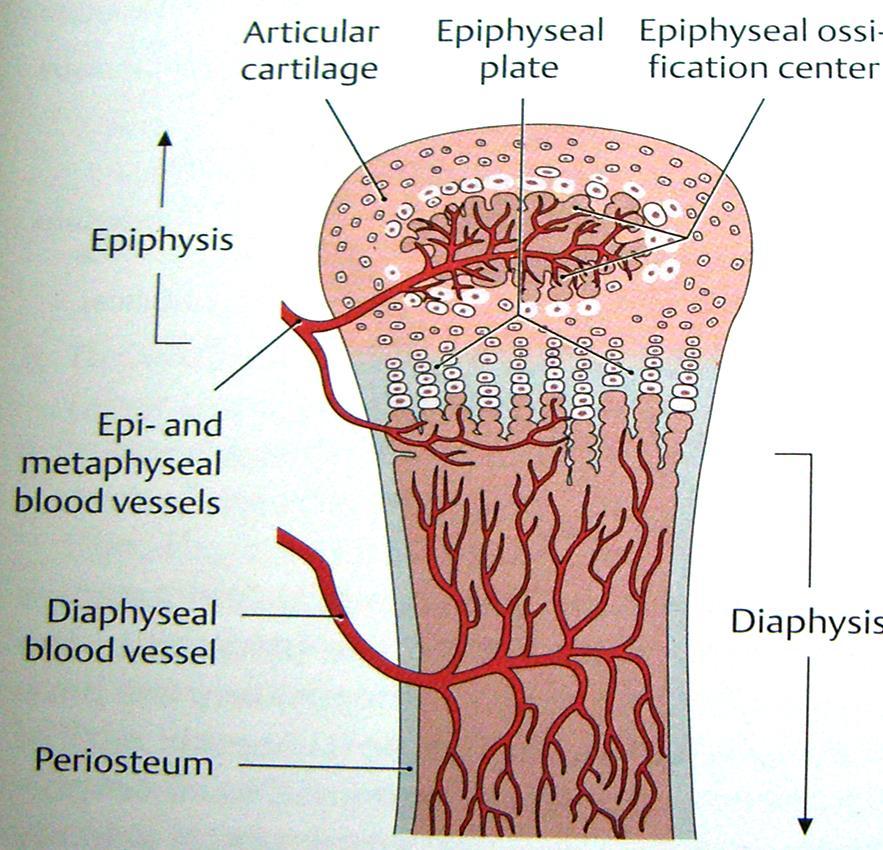 Anatomia