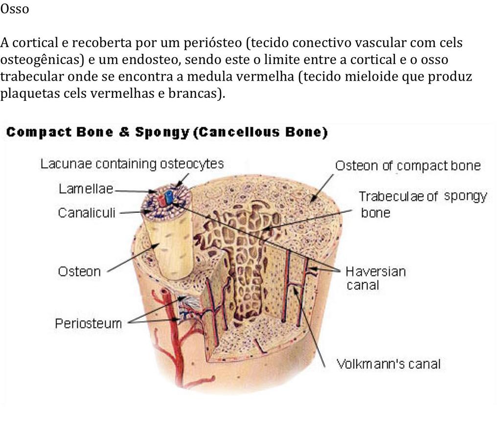 Anatomia do osso Anatomia