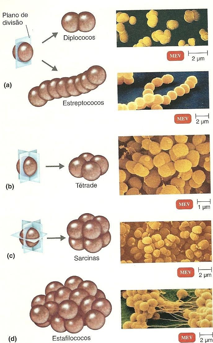 Cocos Micrococcus (M. luteus, M. glutamicum) Neisseria (N. meningitidis, N. gonorrhoeae) Streptococcus ( S. pyogenes, S. equi, S.