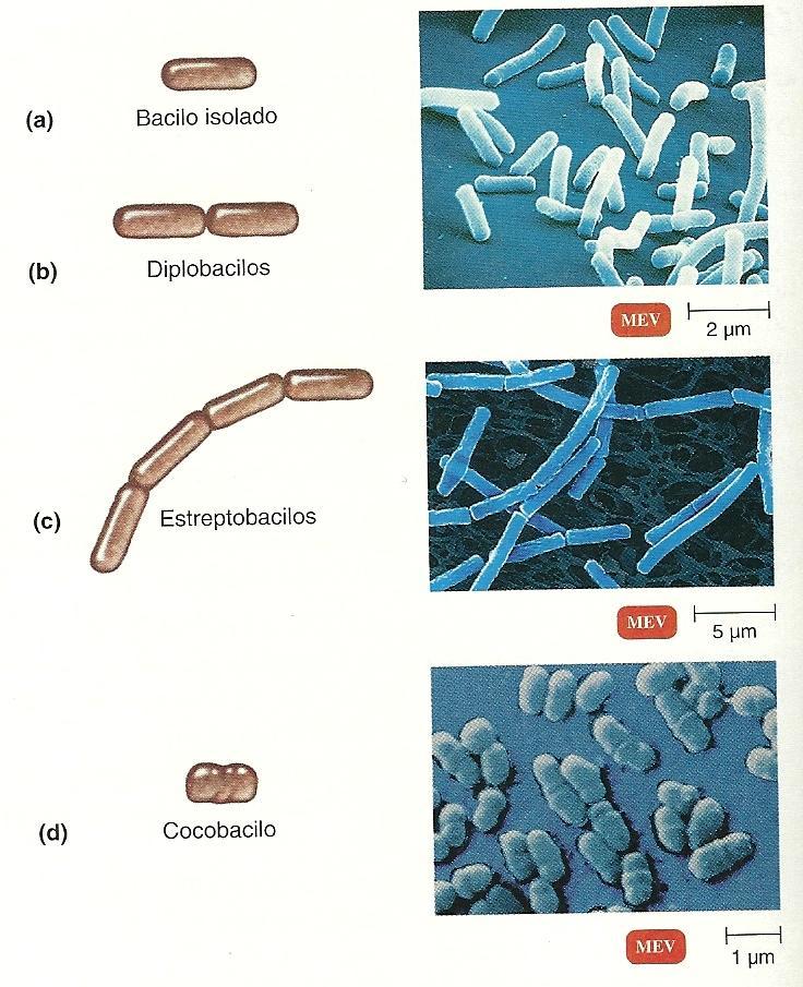 Bacilos ou Bastonetes Enterobacteriaceae (Escherichia coli, Salmonella, Enterobacter, Klebsiella pneumoniae, etc) Bacillus (B. anthracis, B. cereus, B. thuringiensis, B.