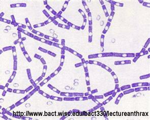 (Bacillus