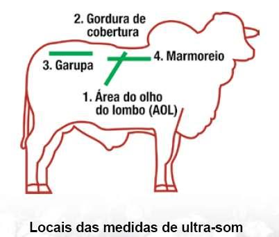 Ultrassonografia: diferencial para a avaliação genética de qualidade de carcaça. Análise precoce dos animais para seleção sem necessidade de abate.
