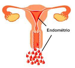 Fisiologia do Ciclo A mulher, ao nascer, possui nos seus dois ovários mais ou menos 400.