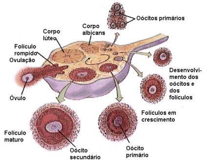 A partir da puberdade (11 a 13 anos), a cada mês, um folículo de um dos ovários se transforma em uma bolha cheia de líquidos (folículo de Graaf) que migra para a superfície