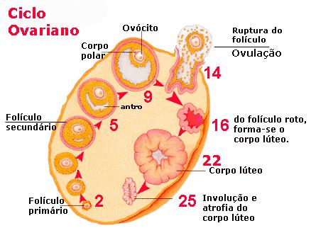 O folículo maduro se rompe, expulsando o óvulo para a cavidade abdominal (ovulação).