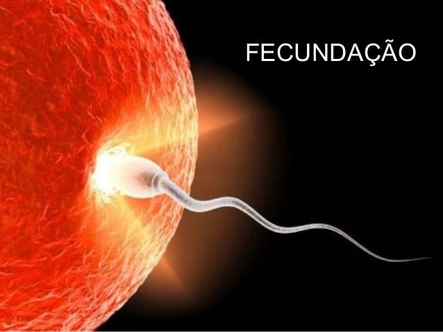 O espermatozoide fecundará o óvulo somente no período de ovulação da mulher (período fértil), ou seja, mais ou menos 14 dias antes do 1º. dia menstrual.