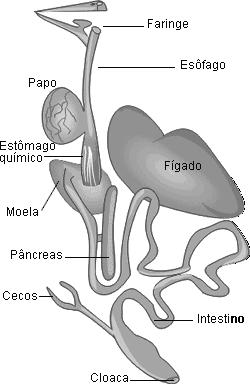 Respiração: pulmões e sacos aéreos O sistema respiratório também contribui para a manutenção da homeotermia.